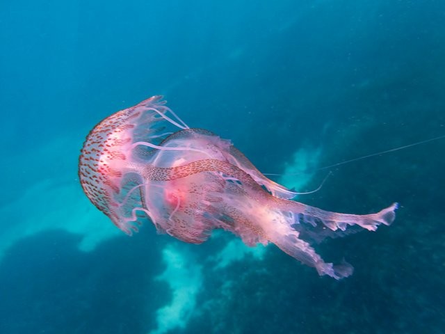 Γεμάτες μωβ μέδουσες οι παραλίες της Αττικής – Σε ποιες περιοχές έχουν εντοπιστεί