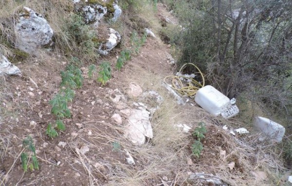 ΒΟΙΩΤΙΑ: Χασισοφυτεία με πάνω από 100 δενδρύλλια σε αγροτική έκταση (pics)