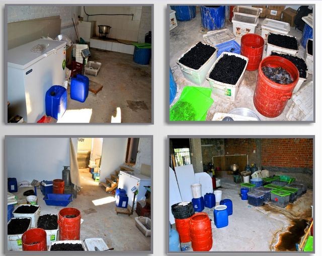 ΣΤΕΡΕΑ ΕΛΛΑΔΑ: Κύκλωμα θησαύριζε ψαρεύοντας αγγούρια της θάλασσας