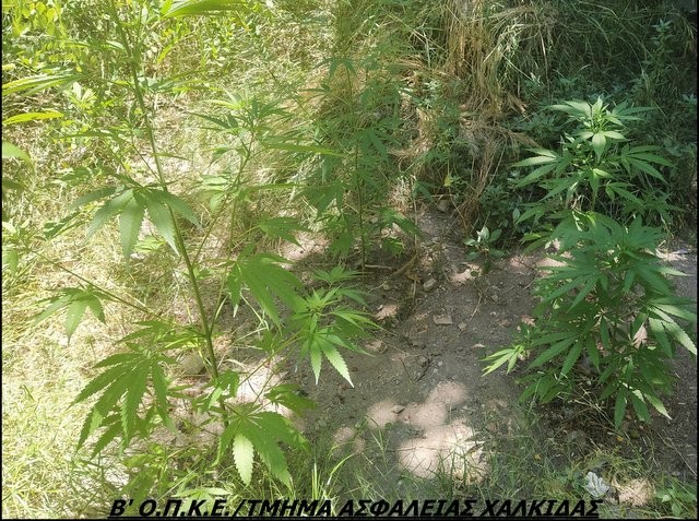 ΧΑΛΚΙΔΑ: Φύτεψε 5 δενδρύλλια χασίς σε οικόπεδο δίπλα στη δουλειά του