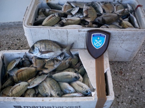 ΚΥΜΗ: Το Λιμεναρχείο κατάσχεσε 30 κιλά σαργούς και μελανούρια