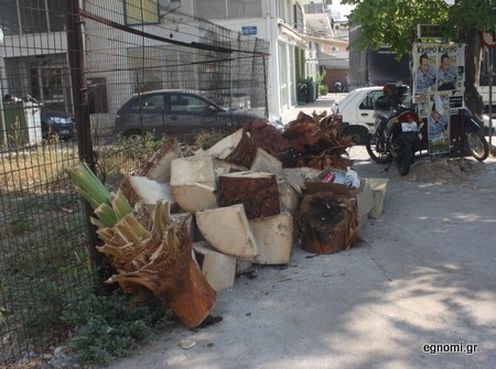 Εδώ, ο καλός φοίνικας