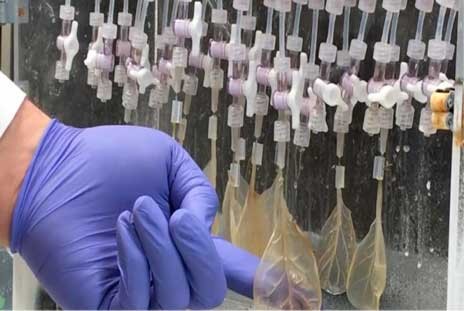 Μετέτρεψαν ένα φύλλο σπανάκι σε καρδιακό ιστό