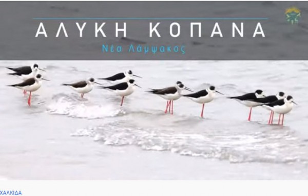 ΛΑΜΨΑΚΟΣ ΧΑΛΚΙΔΑΣ: Η Αλυκή Κοπανά είναι το διαμάντι της περιοχής (VIDEO)