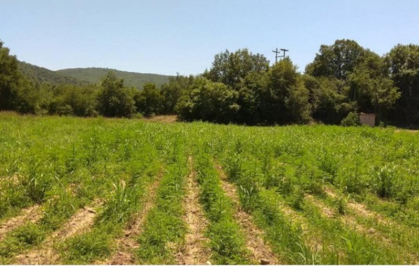 Η αποκάλυψη της μεγαλύτερης χασισοφυτείας εξελίχθηκε στην γκάφα της χρονιάς