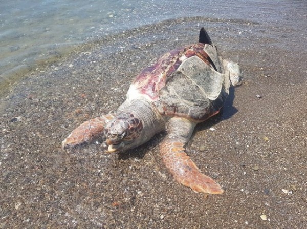ΣΤΕΡΕΑ ΕΛΛΑΔΑ: Εντοπίστηκε νεκρή θαλάσσια χελώνα
