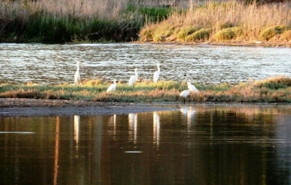Συζητήσεις για Κολοβρέχτη και αιολικά πάρκα στην φετινή Οικογιορτή Εύβοιας