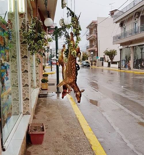 ΨΑΧΝΑ: Κρεοπωλείο πουλάει κρέας ελαφιού και προκαλεί πανικό στο διαδίκτυο
