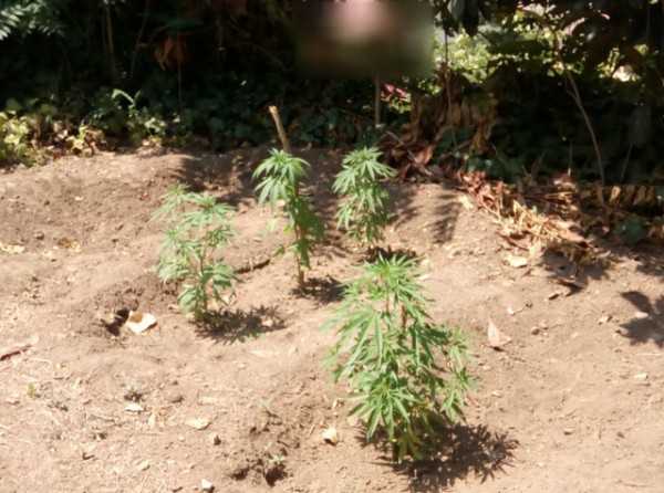 Καλλιεργούσε χασίς στην αυλή του σπιτιού του