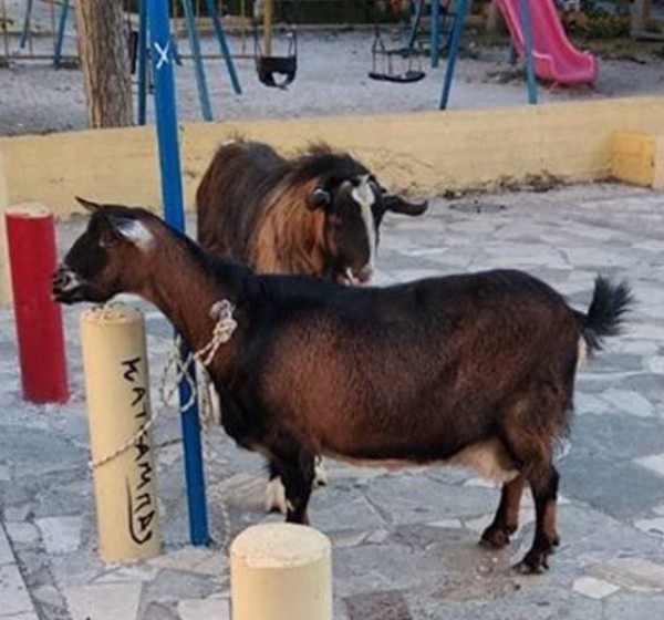 Αστυνομικοί συνέλαβαν μία κατσίκα και έναν τράγο