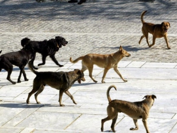 Εφιάλτης με σκύλους στο δρόμο για τους βαθμούς