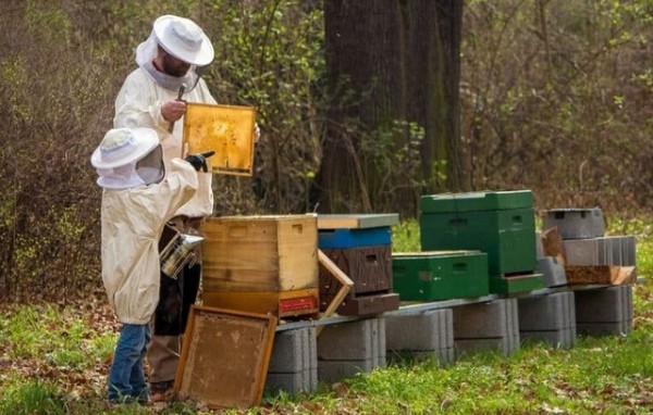 Στη Βουλή τα προβλήματα των μελισσοκόμων της Εύβοιας