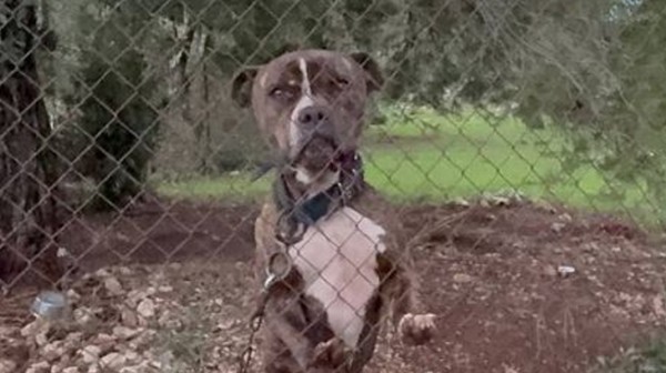 Ανείπωτη τραγωδία στη Ζάκυνθο: Σκύλος της οικογένειας κατασπάραξε και σκότωσε 2χρονο αγοράκι (VIDEO)