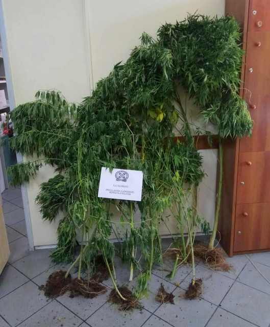 ΨΑΧΝΑ ΕΥΒΟΙΑΣ: Καλλιεργούσαν 12 δενδρύλλια χασίς 66χρονος και 55χρονος (pic)