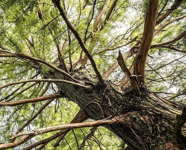 ΛΙΜΝΗ ΕΥΒΟΙΑ: Πεύκο καταπλάκωσε υλοτόμο