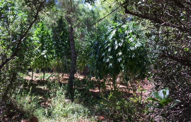 ΑΥΛΩΝΑΣ: Φυτεία με 42 δενδρύλλια χασίς μέσα στο δάσος