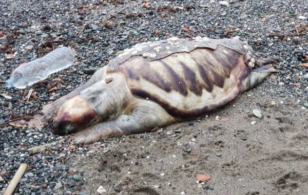 ΧΑΛΚΙΔΑ: Η θάλασσα ξέβρασε νεκρή χελώνα στην πλαζ