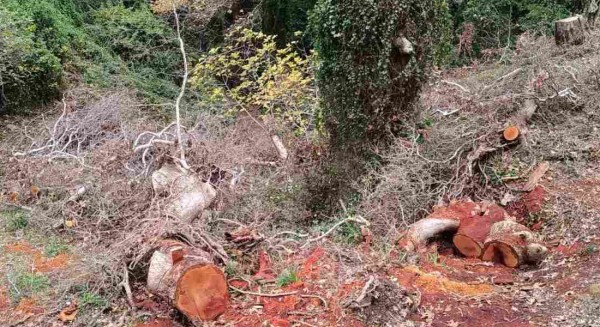 ΕΤΑΙΡΕΙΑ ΠΕΡΙΒΑΛΛΟΝΤΟΣ ΚΥΜΗΣ: Καταγγέλλει τον ΔΕΔΔΗΕ για κοπή δέντρων
