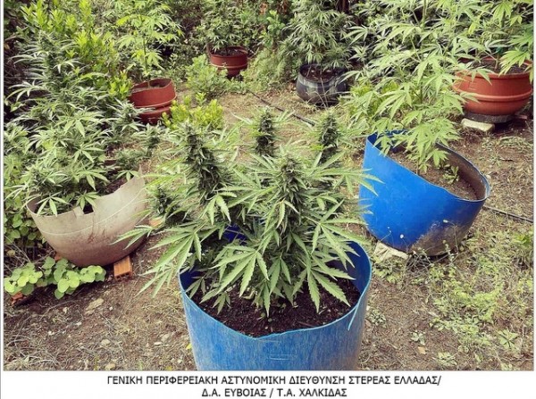 ΕΥΒΟΙΑ: Καλλιεργούσε δενδρύλλια χασίς μέσα σε κομμένα βαρέλια