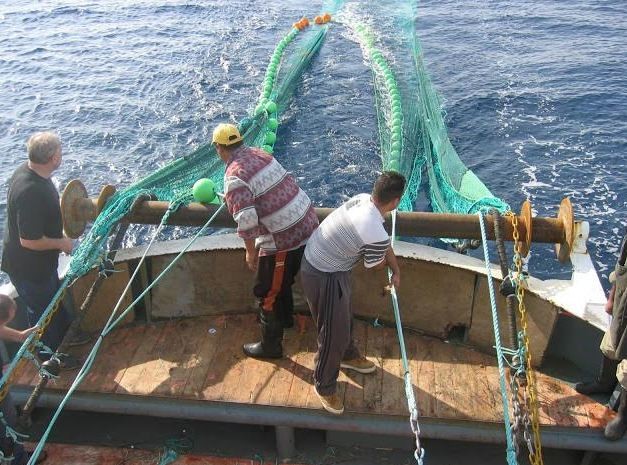 Απαγόρευση αλιείας και διακίνησης ειδών καρχαρία και σελαχιών