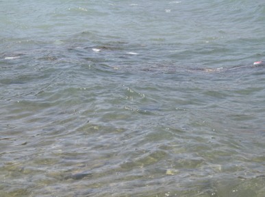 Τα μαύρα χάλια της Σουβάλας