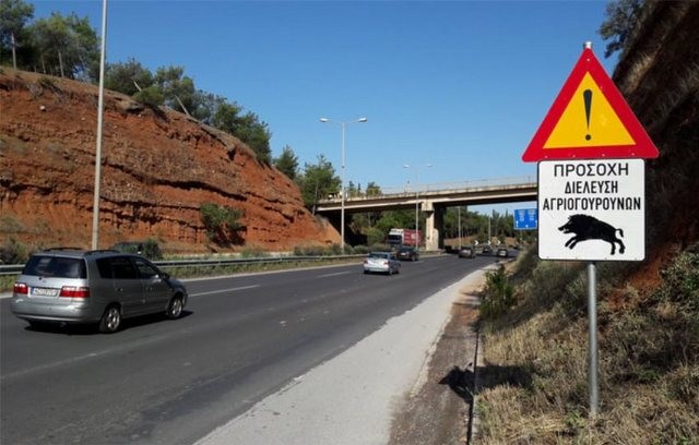 ΣΤΕΡΕΑ ΕΛΛΑΔΑ: Αγριογούρουνο προκάλεσε σοβαρό διπλό τροχαίο ατύχημα