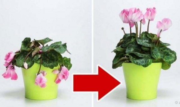 Έτσι θα αναστήσετε τα μισοπεθαμένα φυτά σας