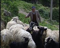 Βοσκός έπιασε στα πράσα τους κλέφτες!