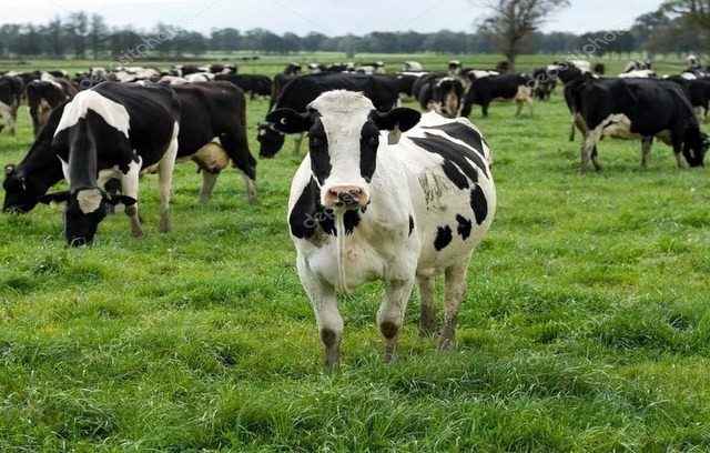 Άσκηση προσομοίωσης για την αντιμετώπιση του Αφθώδους Πυρετού