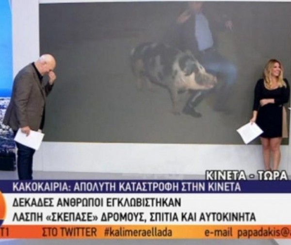 Θηλυκό γουρούνι κυνηγά τον ρεπόρτερ του Παπαδάκη στον αέρα (VIDEO)