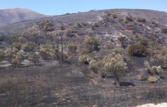 ΣΤΥΡΑ: Στάχτη εκατοντάδες ελαιόδενδρα και  χιλιάδες στρέμματα αγροτοδασικής έκτασης