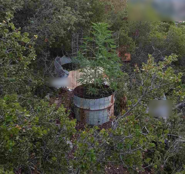 Φύτεψε χασισόδενδρα σε βαρέλια 33χρονος Έλληνας (pics)