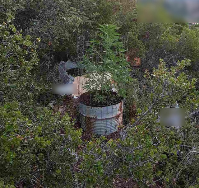 Φύτεψε χασισόδενδρα σε βαρέλια 33χρονος Έλληνας (pics)