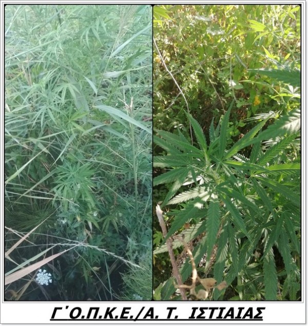 ΙΣΤΙΑΙΑ: Η Αστυνομία εντόπισε και ξερίζωσε 11 δενδρύλλια κάνναβης