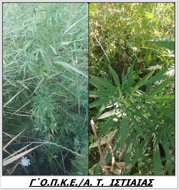 ΙΣΤΙΑΙΑ: Η Αστυνομία εντόπισε και ξερίζωσε 11 δενδρύλλια κάνναβης