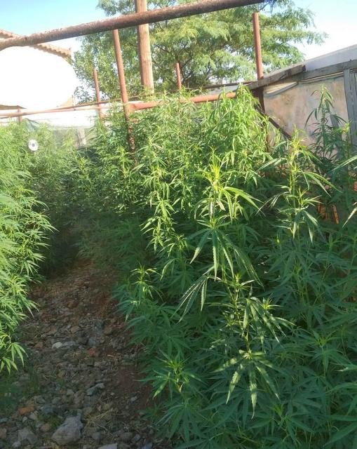 ΑΡΤΑΚΗ: Καλλιεργούσε χασισόδενδρα ύψους 2,5 μέτρων στην αυλή του σπιτιού του (φωτό)