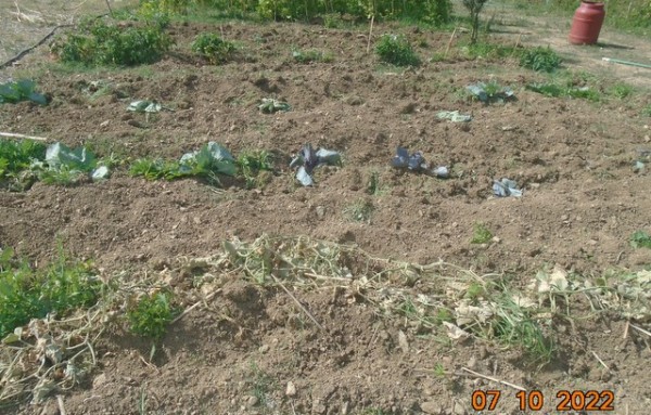 ΕΥΒΟΙΑ: Τεράστιες καταστροφές από αγριογούρουνα στις καλλιέργειες