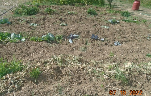 ΕΥΒΟΙΑ: Τεράστιες καταστροφές από αγριογούρουνα στις καλλιέργειες