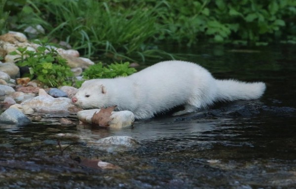 Μινκ έκοβε βόλτες στον ποταμό Κηφισό - Πως βρέθηκε στην Αττική αυτό; το ζώο