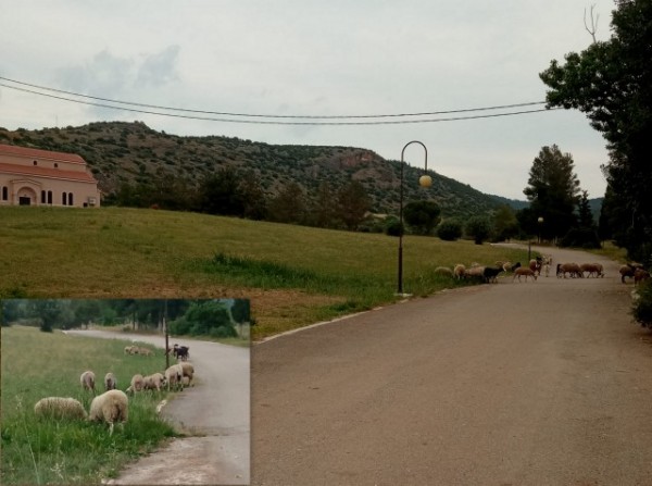 ΧΑΛΚΙΔΑ- ΑΠΙΣΤΕΥΤΟ: Πρόβατα βόσκουν στο γκαζόν του Κοιμητηρίου της πόλης  στο Πέι-Δοκού