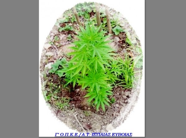 ΙΣΤΙΑΙΑ: Έπιασαν έναν Έλληνα με δενδρύλλια κάνναβης και κοκαΐνη