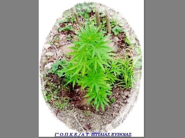 ΙΣΤΙΑΙΑ: Έπιασαν έναν Έλληνα με δενδρύλλια κάνναβης και κοκαΐνη