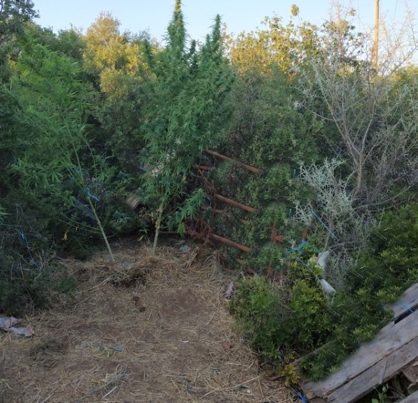 Καλλιεργούσε τέσσερα δενδρύλλια κάνναβης 59χρονος