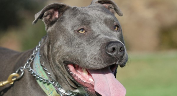 Εφιάλτης για 11χρονο που δέχθηκε άγρια επίθεση από πιτ-μπουλ