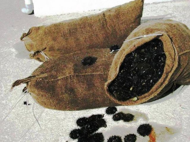 ΡΟΒΙΕΣ ΕΥΒΟΙΑΣ: Τρία τσουβάλια αχινοί κατασχέθηκαν από το Λιμεναρχείο