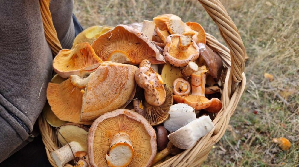 Στη ΜΕΘ ζευγάρι με οξεία ηπατική ανεπάρκεια μετά από κατανάλωση μανιταριών