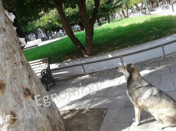 Σκύλος έστησε ...καραούλι σε γατάκι στην πλατεία Αγίου Νικολάου
