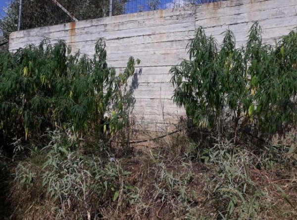 Καλλιεργούσε 26 δενδρύλλια χασίς δίπλα στο χωράφι του