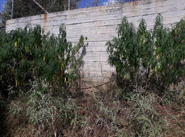 Καλλιεργούσε 26 δενδρύλλια χασίς δίπλα στο χωράφι του