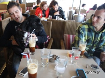 Ο σκύλος που πίνει φραπέ